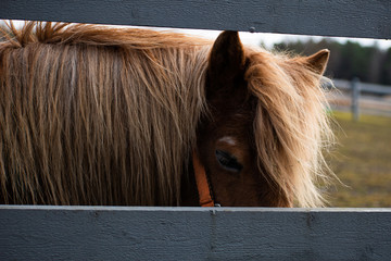 Brown pony behind a grey fence