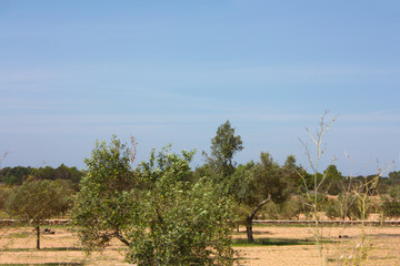 lonely fig fruit trees grown in the arid dry summer soil of the Balearic Islands in Formentera