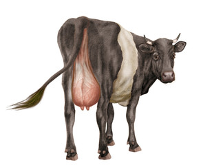 vache laitière, elle regard,  noir  et blanc, coeur, amour, du dos, animal, ferme, joli, belle, bétail, brun, gazon, mamelle, blanc, agriculture, champ, taureau, fond blanc, mammifère, mollet, vert, p