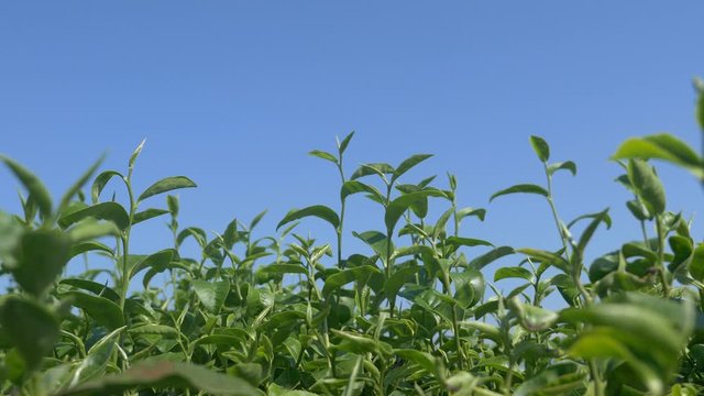 4K still scene of green tea leaves over blue sky background