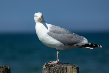 Möve