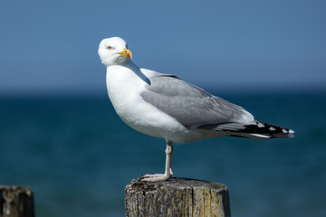 Möve