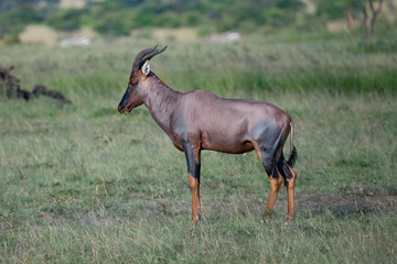 Side profile of a Topi antelope in the Masai Mara, Kenya