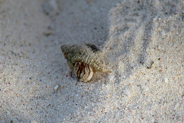 a small crab on the beach