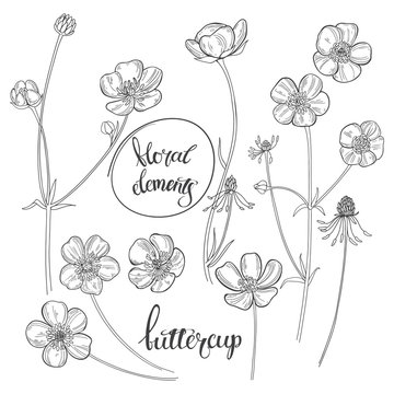 Buttercups. Flowering wildflowers. Sketch.Hand drawn vector illustration, isolated floral elements for design on white background. Line art.