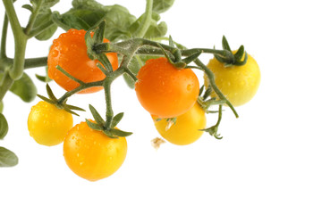 Yellow growing tomatoes isolated on white