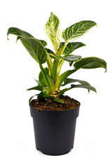 Full tropical 'Philodendron Birkin' plant with white stripes on dark green leaves in pot isolated on white background