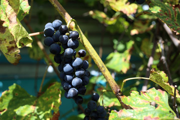 Growing black grape. Wine variety