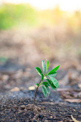 Green Plants growing in soil on nature background with copy space