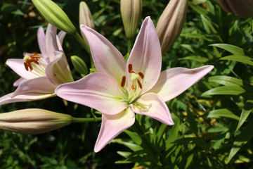 Pink color lilies yellow middle