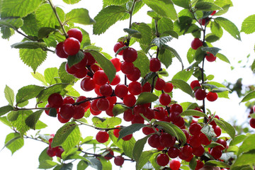 Growing Nanking cherry isolated on white. Far eastern delicacy