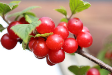 Nanking cherry. Far eastern delicacy