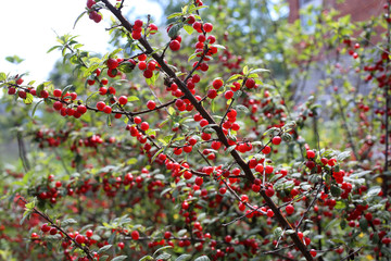 Nanking cherry. Far eastern delicacy
