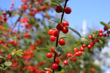 Nanking cherry and blue sky. Far eastern delicacy