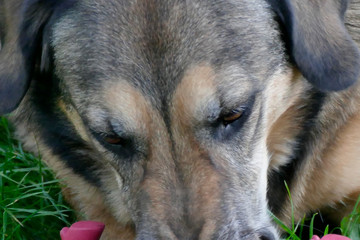 a dog is playing with a pig