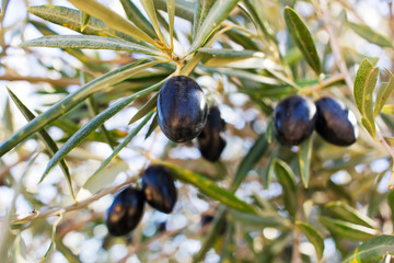 Olive tree branches with ripe olives