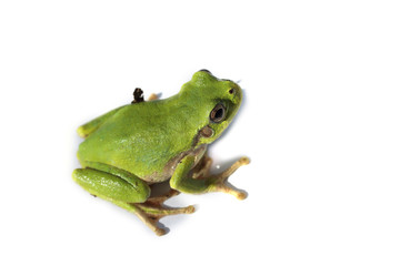 Green frog isolated on white (Hyla..japonica, Japanese tree frog)