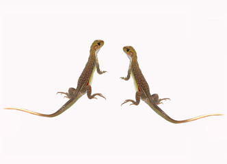 lizard isolated on white background