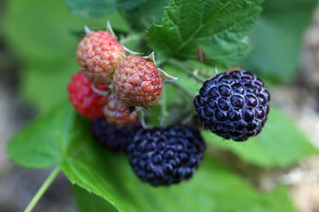 Growing black raspberry (Rubus idaeus)
