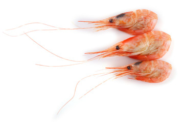 Shrimps isolated on white. Fresh sea food