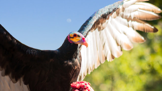 Urubu cabe&ccedil;a amarela, Cathartes burrovianus. The Lesser Yellow-headed Vulture is a cathartiform bird in the family Cathartidae.