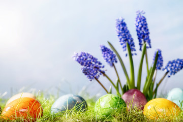 Hyacinth flower with easter eggs in spring grass with sky