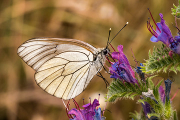 Baumweißling auf violetten Blüten bei Las Médulas