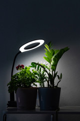 Plants in the room against the background of a gray wall. The flowers are lit by circular diode...