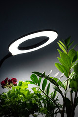 Plants in the room against the background of a gray wall. The flowers are lit by circular diode...