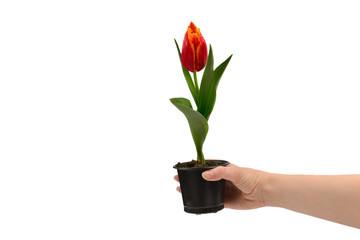 Tulip in a pot in woman hands isolated on white.