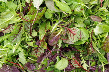 Fresh mixed salad field greens piled closeup view P