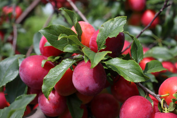 Growing plums on tree. Harvest