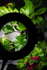 Plants in the room against the background of a gray wall. The flowers are lit by circular diode...