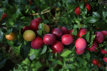 Growing plums. ripe and unripe fruits