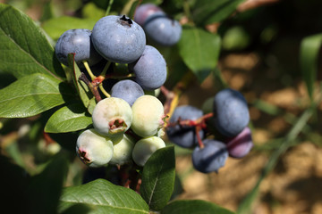 Growing blueberries on plant. Ripe and unripe berries