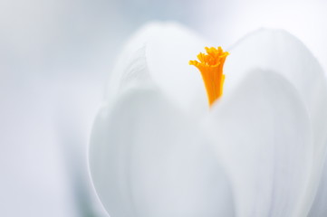 Crocus flower on a white background. Bokeh blur in the background. Spring.