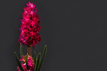 Pink blooming hyacinth in a pot on a gray background indoors. Copy space on the right.