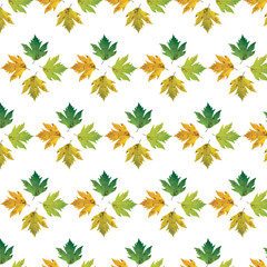 Different color maple leaves on white background. Autumn maple leaf copies. Creative fall season pattern.
