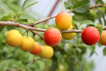 Growing plums. Red and yellow. Harvest
