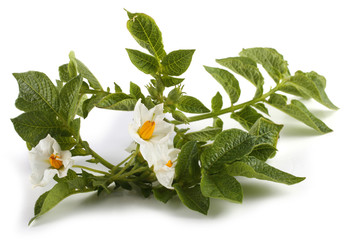 Potato leaves and flowers