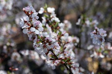 Nanking cherry blossom. Spring flowers