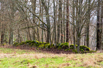 path in the forest