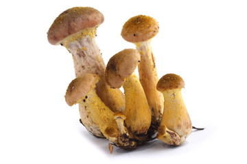 Little growing honey fungus mushrooms isolated on white