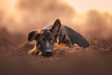 German shepherd puppy with sweet eyes at the sunset