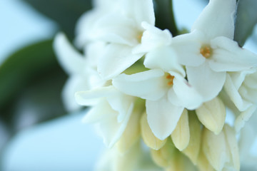 香りのよい白い沈丁花  （クローズアップ）