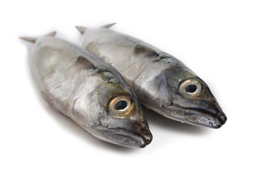 Obraz premium Chub mackerel (Pacific mackerel, saba)