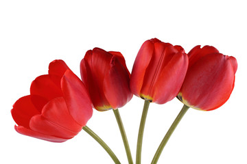 Red vertical tulips isolated on white