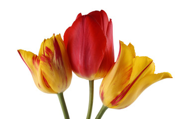 Fototapeta premium Red and bicolor vertical tulips