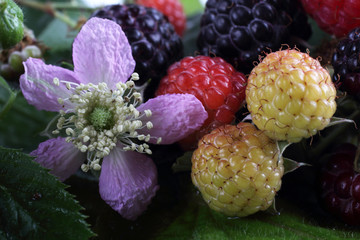 Raspberry, black raspberry and flowers on green leaf