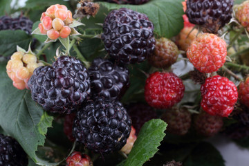 Black raspberries background (rubus idaeus) background